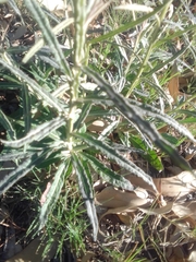 Pterocaulon virgatum