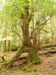 Atherosperma moschatum