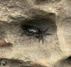 Pachygrapsus socius