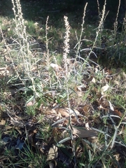 Pterocaulon virgatum