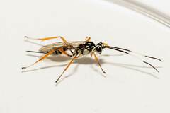 Cryptinae