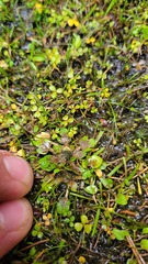 Ranunculus ranceorum