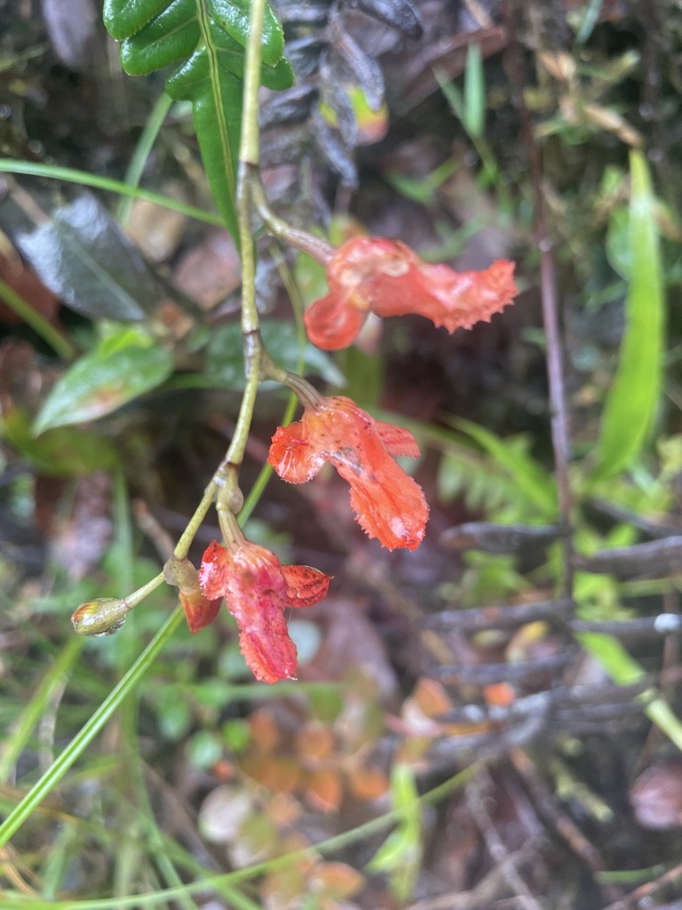 Porroglossum eduardi