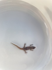 Gonatodes antillensis