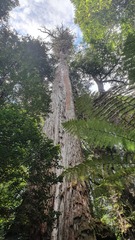Eucalyptus obliqua