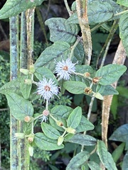 Lepidaploa borinquensis