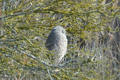 Nycticorax nycticorax nycticorax