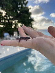 Gonatodes antillensis