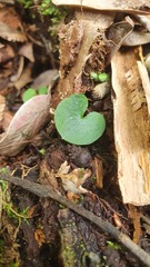Corybas