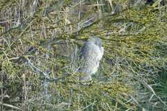 Nycticorax nycticorax nycticorax