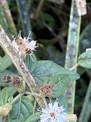 Lepidaploa borinquensis