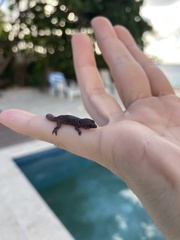 Gonatodes antillensis