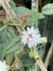 Lepidaploa borinquensis