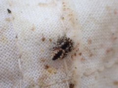 Pseudomogrus univittatus