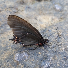 Parides photinus