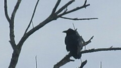 Corvus ossifragus