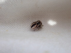 Pseudomogrus univittatus