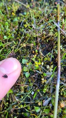 Ranunculus ranceorum