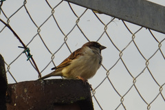 Passer domesticus balearoibericus