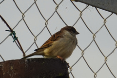 Passer domesticus balearoibericus
