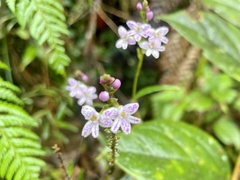 Epidendrum fimbriatum