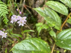 Epidendrum fimbriatum