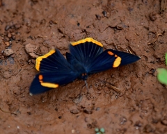 Riodina lycisca lycisca