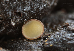 Pseudombrophila cervaria