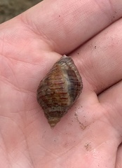 Stramonita biserialis