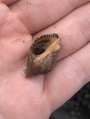 Stramonita biserialis