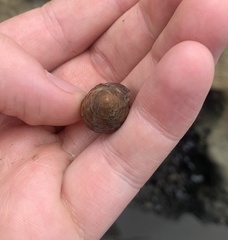 Stramonita biserialis