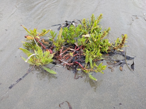 pacific golden dock (Rumex persicarioides)