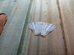 Phrygionis platinata