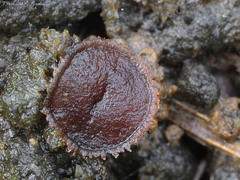 Pseudombrophila hepatica