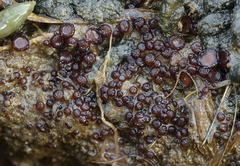 Pseudombrophila hepatica