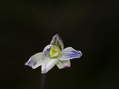 Thelymitra cyanea