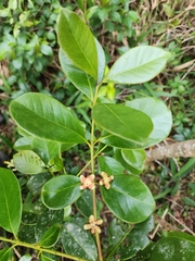 Psidium
