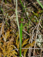 Thelymitra cyanea