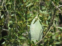 Aspidosperma quebracho-blanco