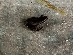 Serranobatrachus ruthveni