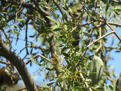 Aspidosperma quebracho-blanco