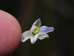 Thelymitra cyanea