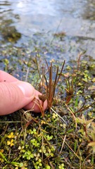 Carex rubicunda