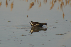 Gallinula chloropus chloropus