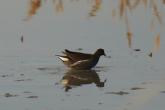 Gallinula chloropus chloropus
