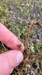 Carex rubicunda