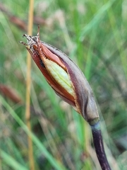 Patersonia occidentalis