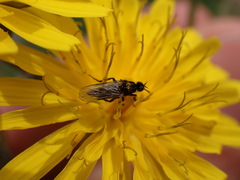 Empis