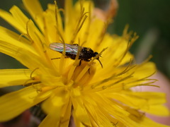 Empis