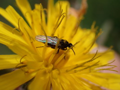 Empis